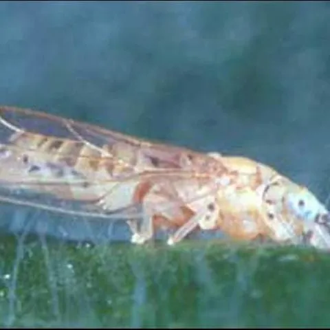 thumbnail for publication: A Psyllid, Boreioglycaspis melaleucae Moore (Insecta: Hemiptera: Psyllidae)